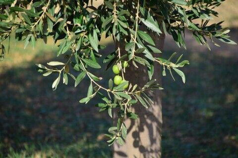 olio extra vergine biologico pugliese