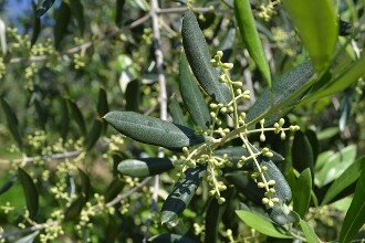 oliva peranzana fioritura